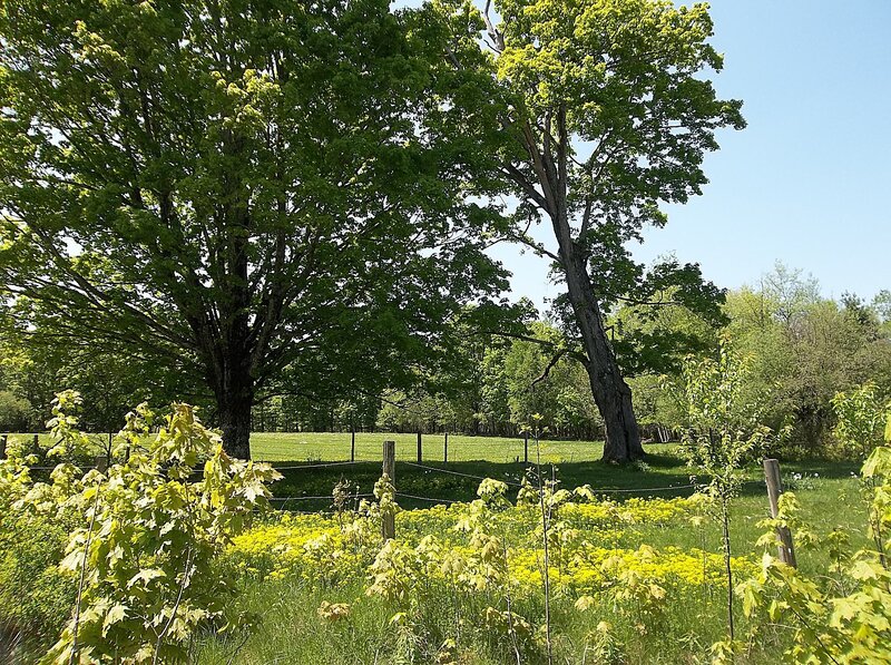 Green Trees in Field — Serene, Spring