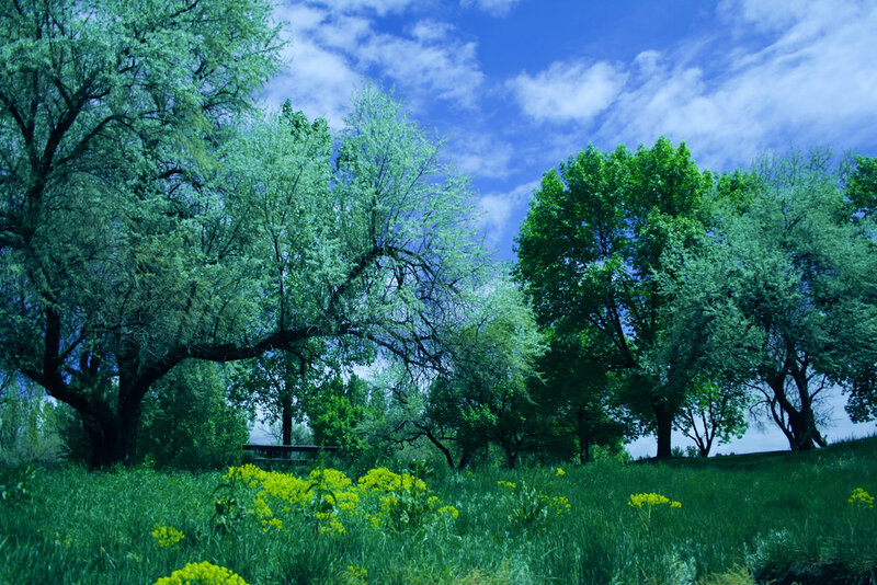 Green Trees in Field — Serene