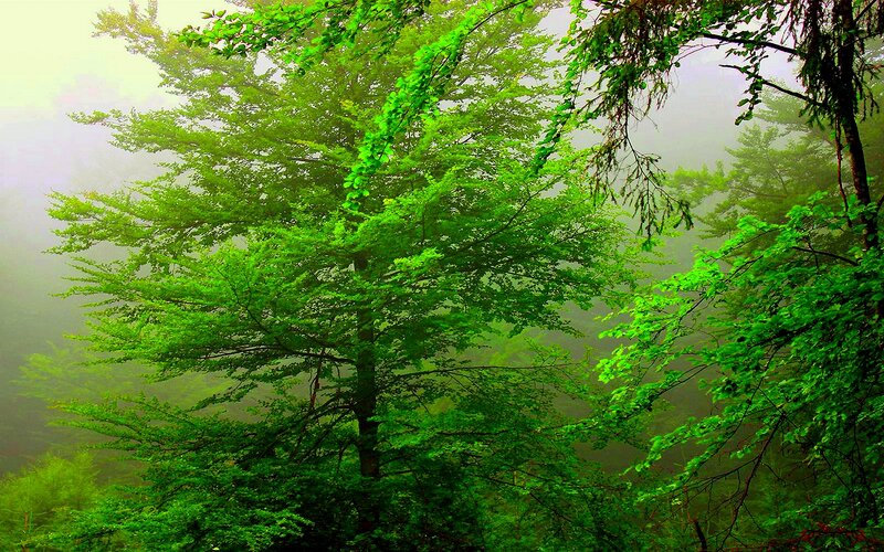 Green Trees in Fog