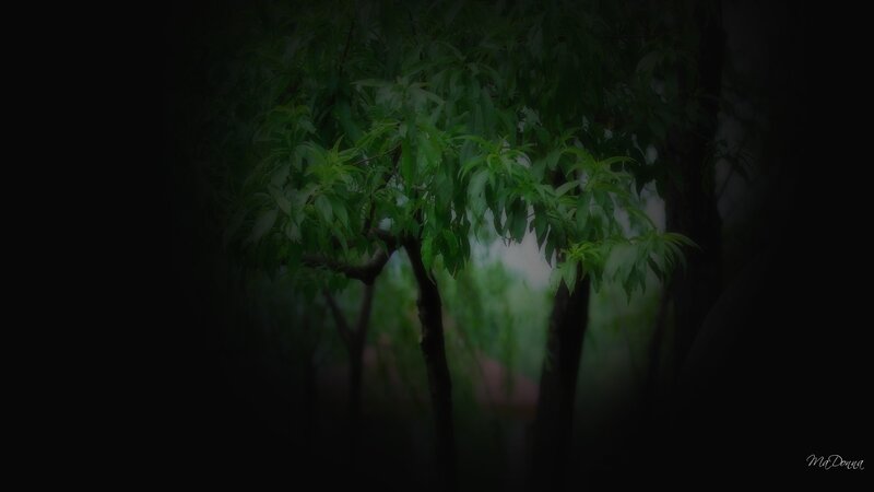 Green Trees in Forest — Dark
