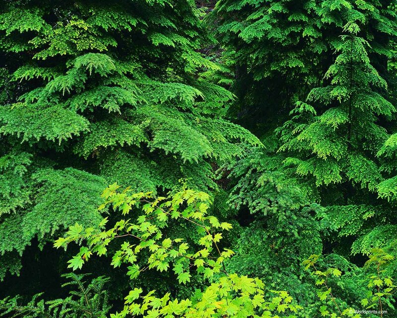 Green Trees in Forest — Serene, Photograph