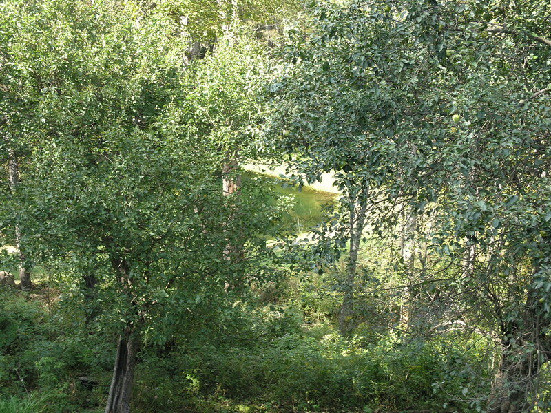 Green Trees in Forest — Serene