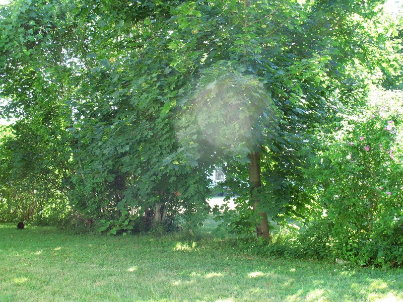 Green Trees in Garden