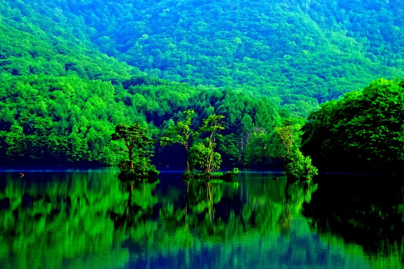 Green Trees in Lake — Serene