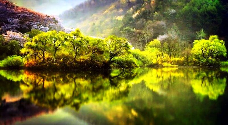 Green Trees in Lake