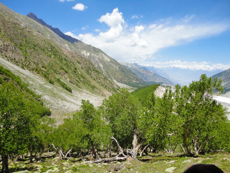 Green Trees in Mountain Valley — Serene, Afternoon