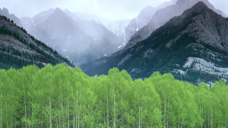 Green Trees in Mountain Valley — Serene, Spring, Photograph, Mountains, Forest