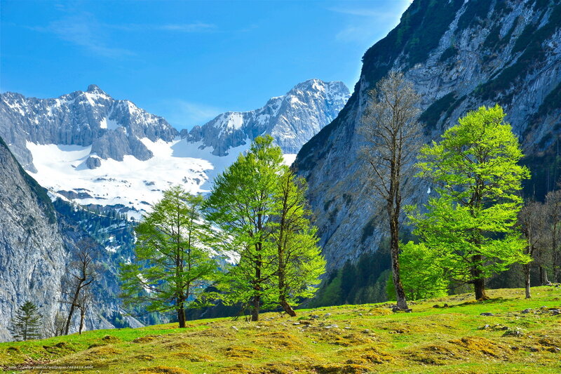 Green Trees in Mountain Valley — Serene, Spring, Photograph