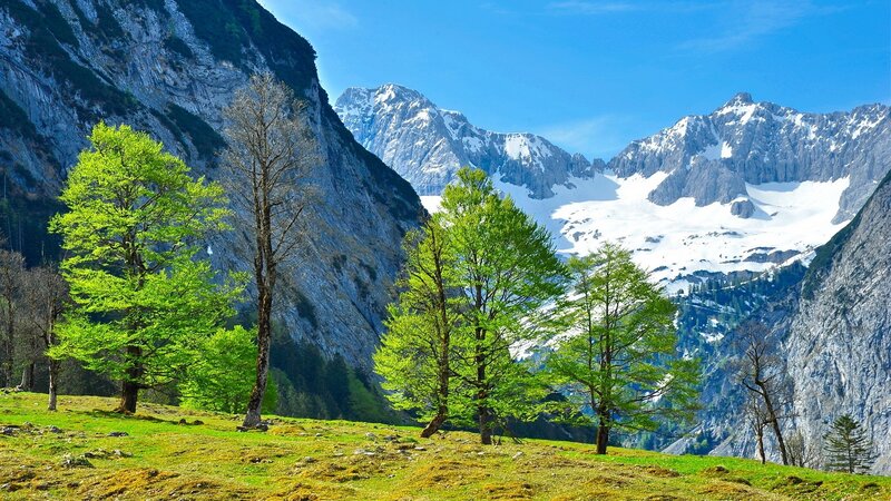 Green Trees in Mountain Valley — Serene, Spring