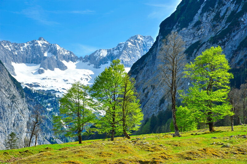 Green Trees in Mountain Valley — Serene