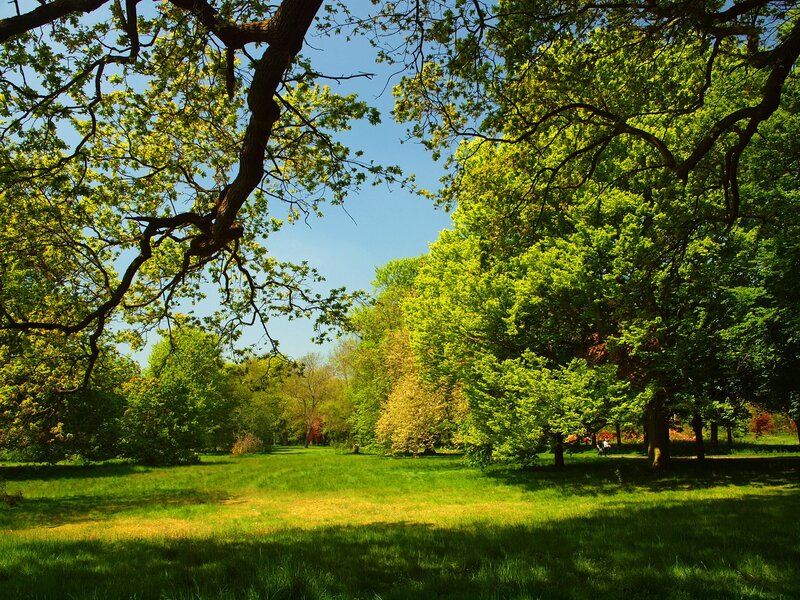 Green Trees in Park — Serene, Afternoon, Photograph