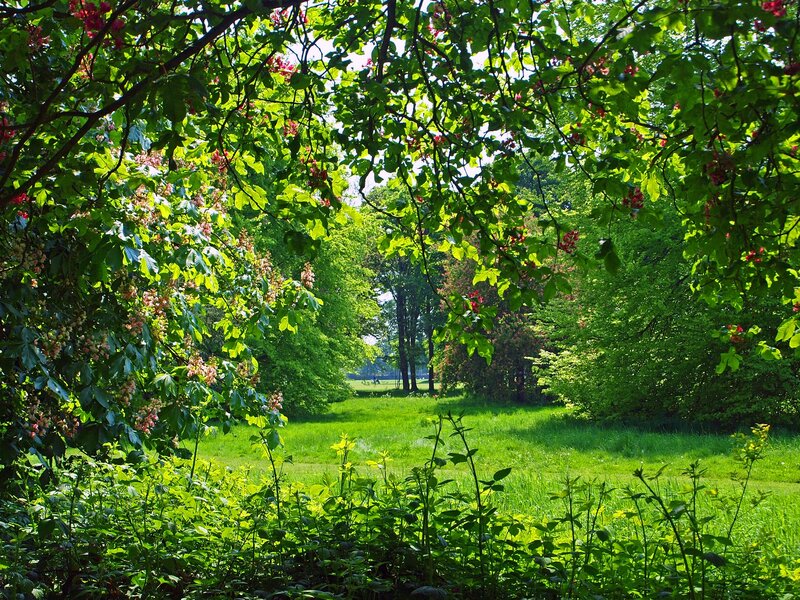 Green Trees in Park — Serene, Afternoon