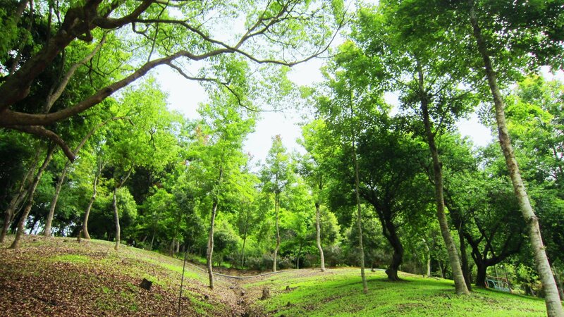 Green Trees in Park — Serene