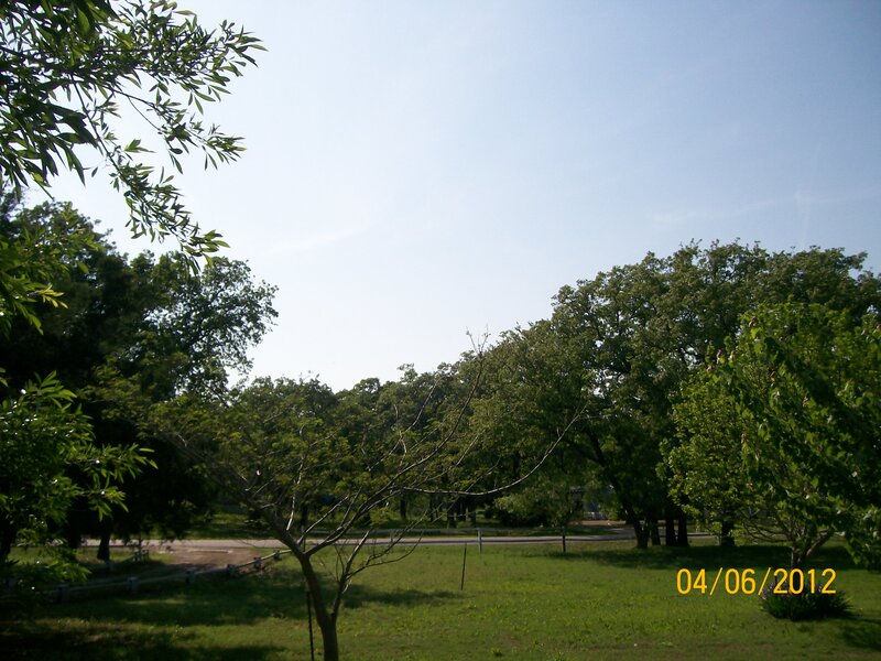 Green Trees in Park