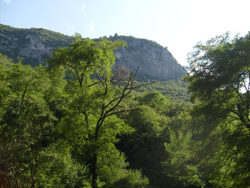 Green Trees in Valley
