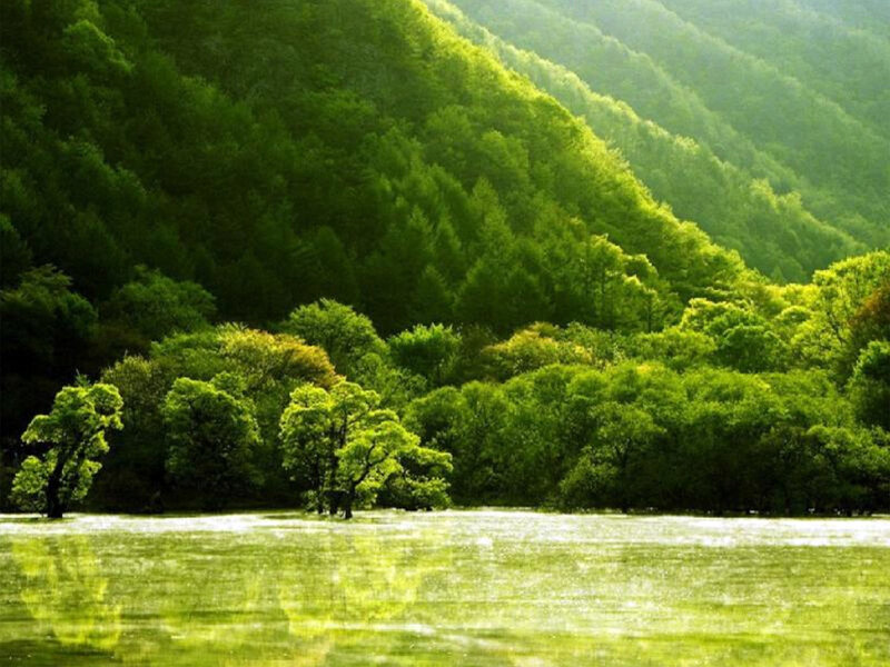 Green Trees in Water