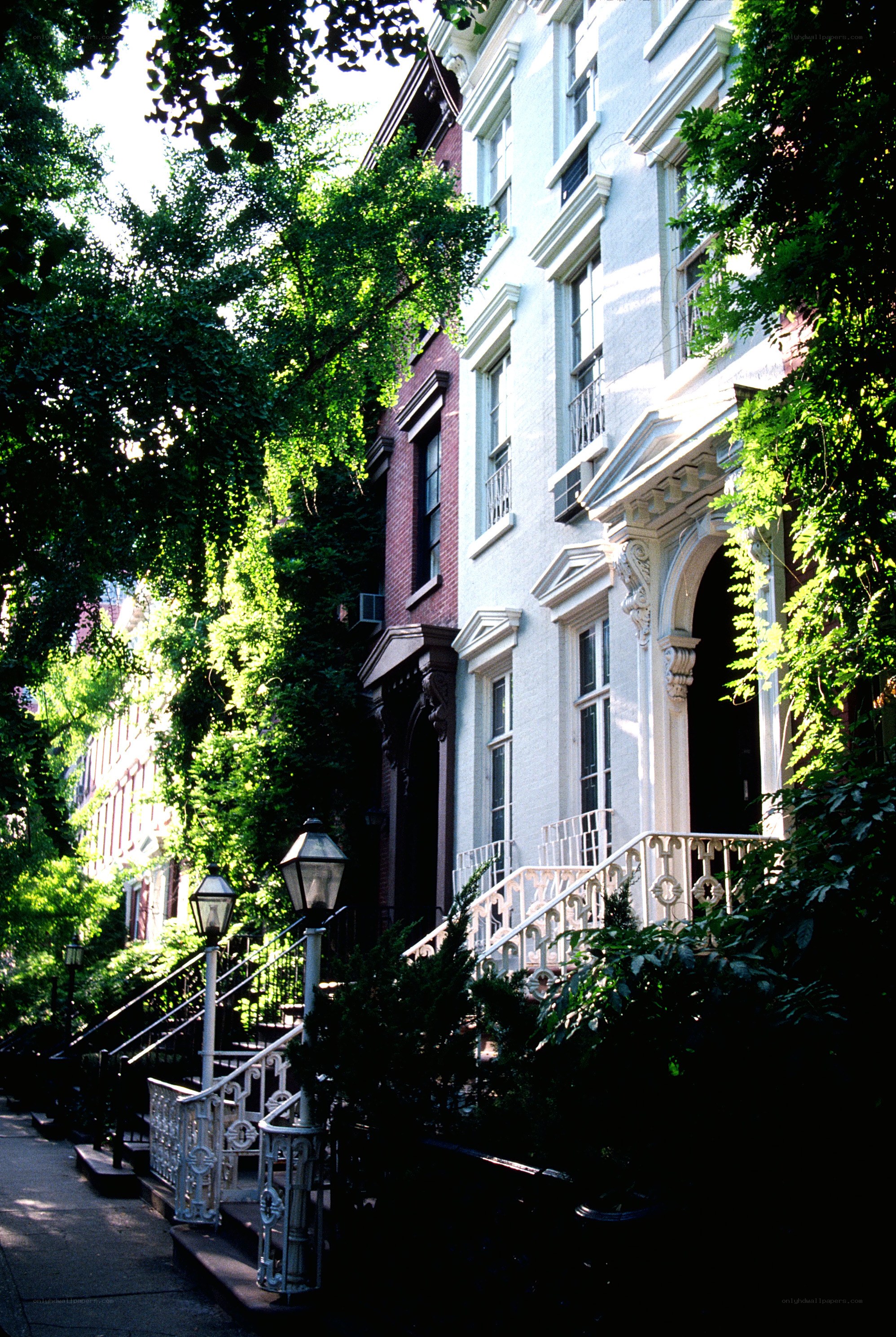 Green trees line a city street