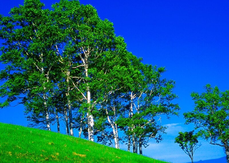 Green trees on a hill under blue sky