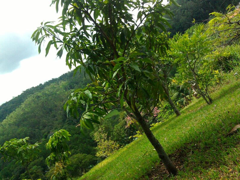 green trees on a hillside