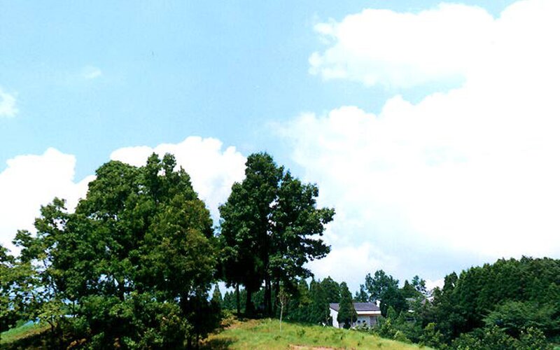 green trees on a hillside