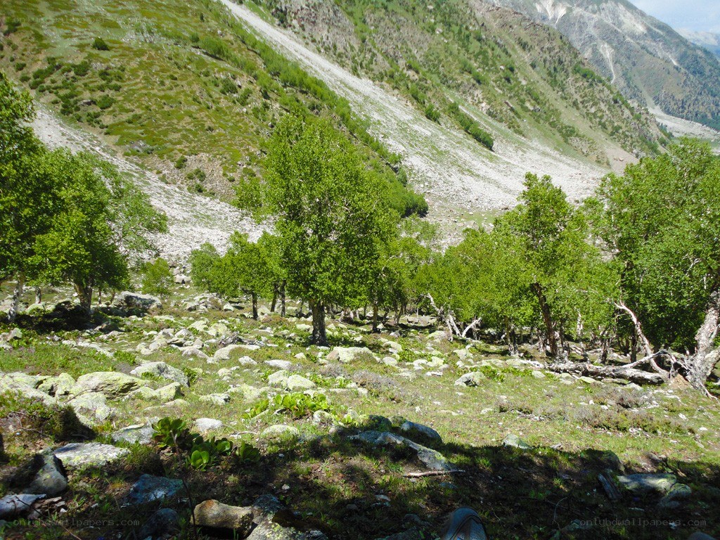 Green trees on a rocky mountainside