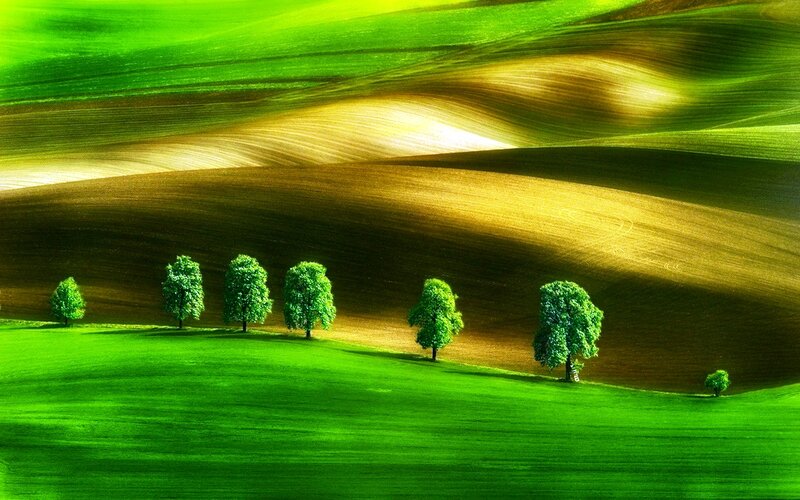 Green Trees on Hills — Serene