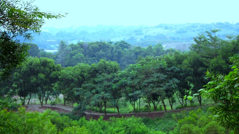 Green Trees on Hills