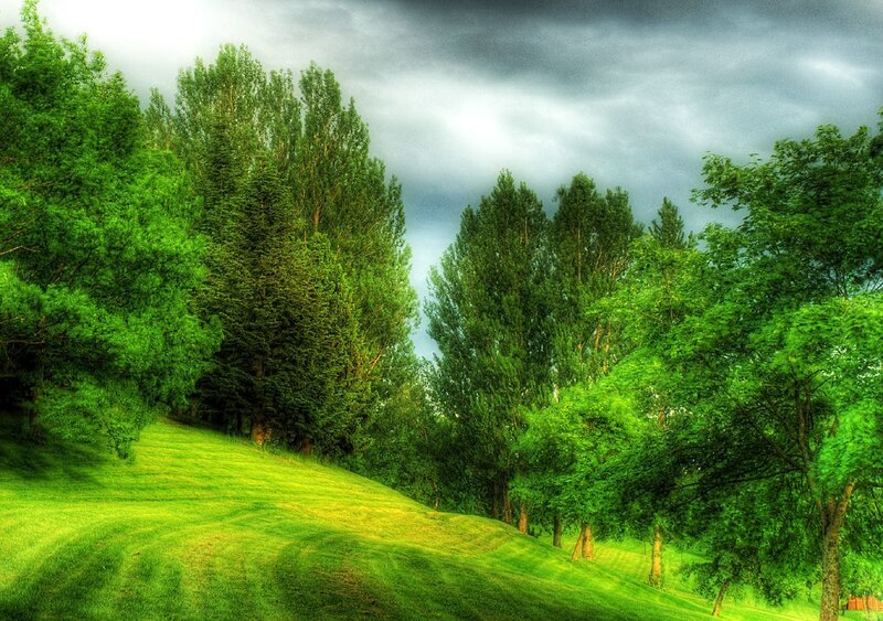 Green Trees on Hillside — Dramatic, Photograph