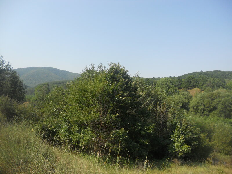 Green Trees on Hillside