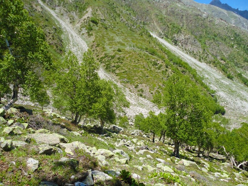 Green Trees on Mountain Slope