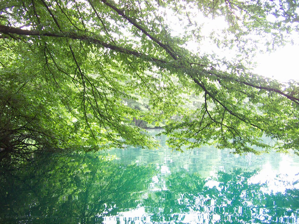 Green trees over a calm lake