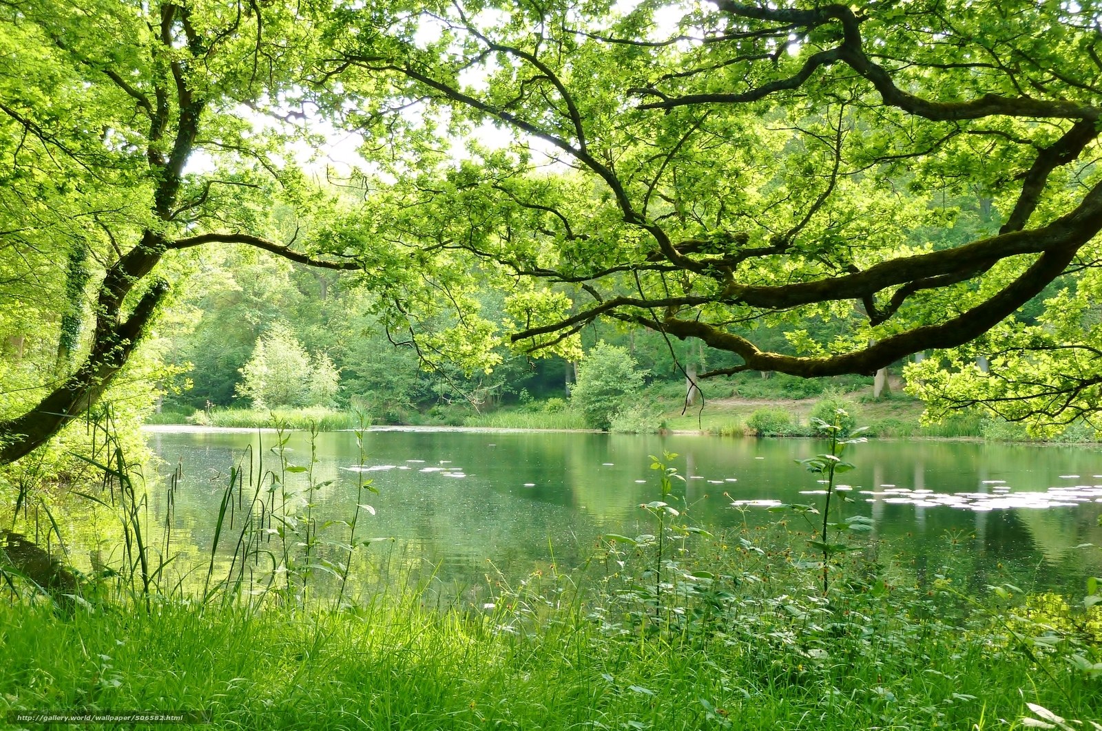 Green trees over a calm pond