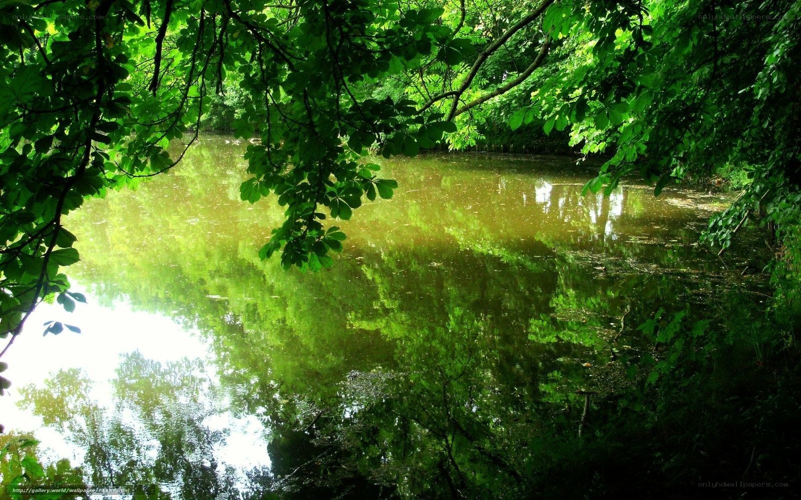 Green trees over a calm pond