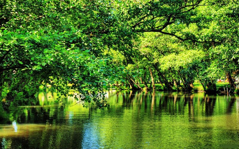 Green trees over a calm river