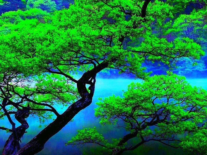 Green Trees over Water — Serene