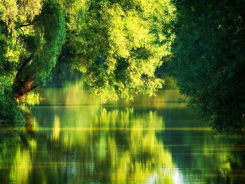 Green Trees over Water