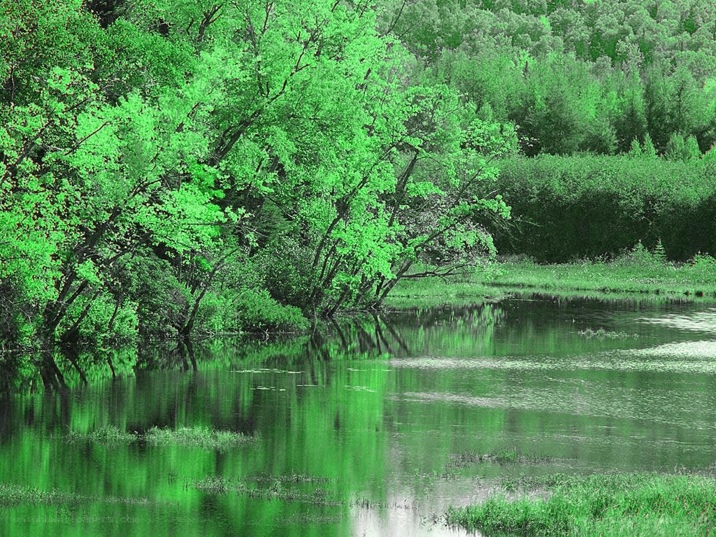 Green trees reflected in a calm lake