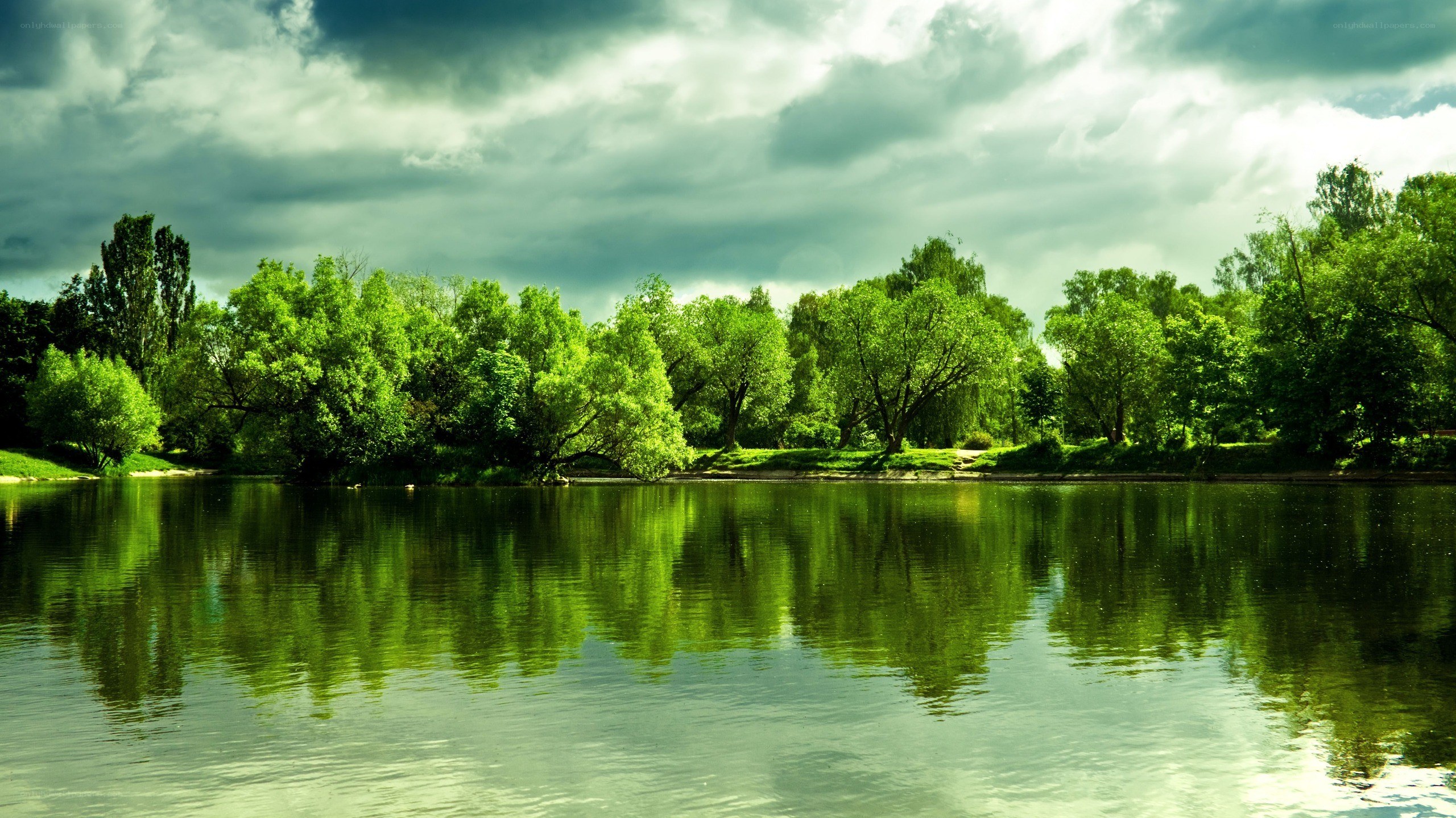 Green trees reflected in a lake