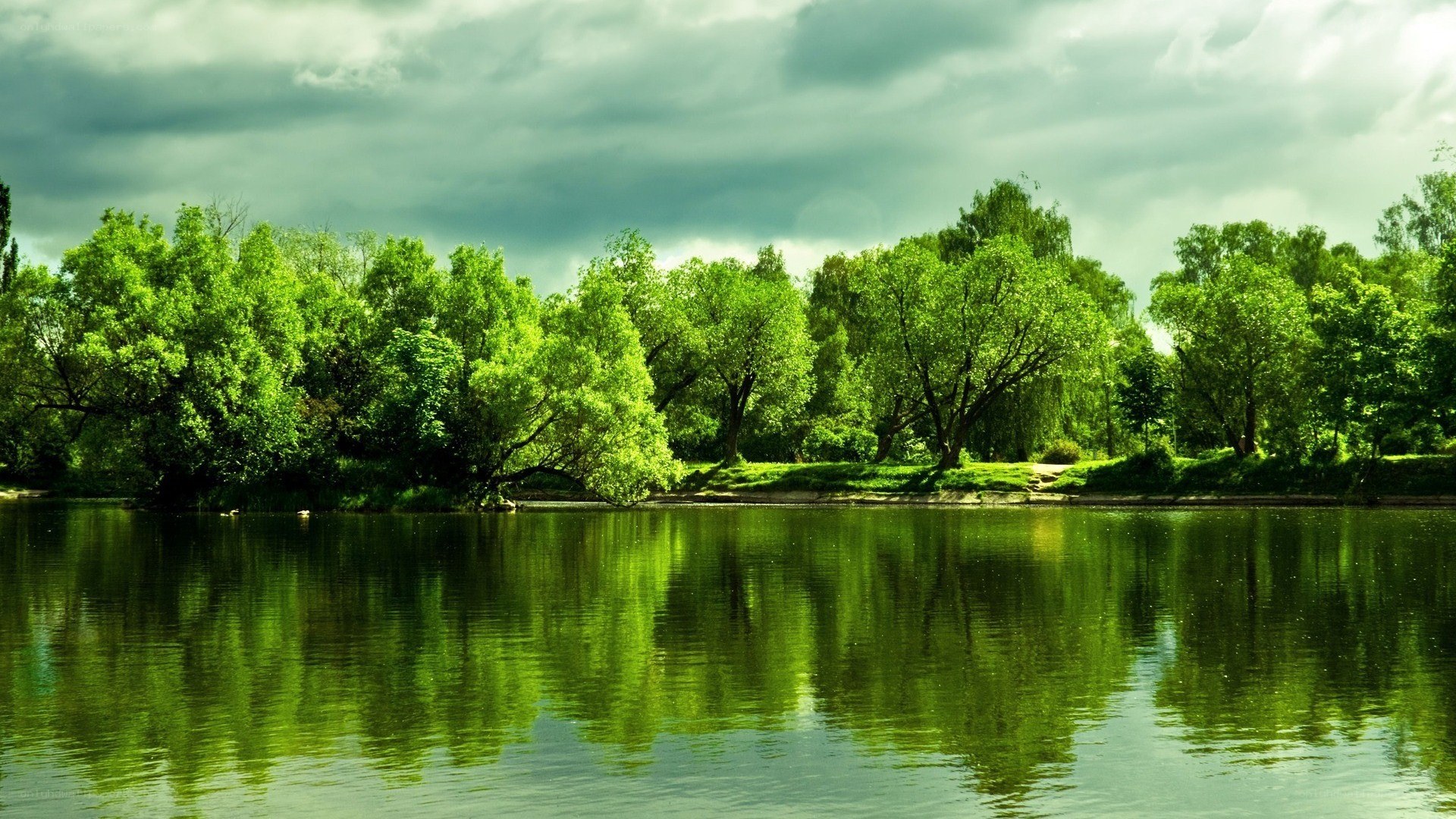 Green trees reflected in a lake