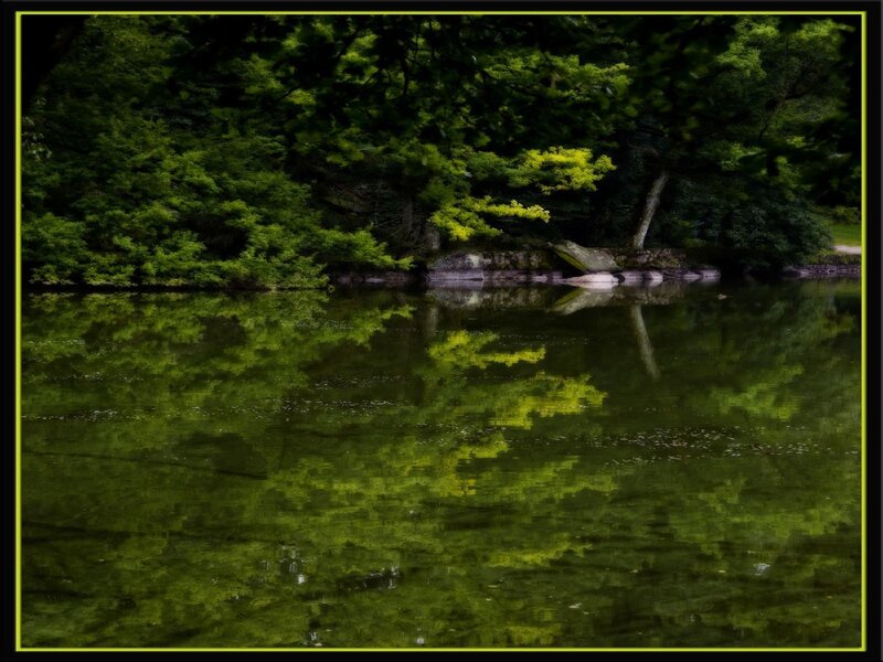 Green trees reflected in a lake