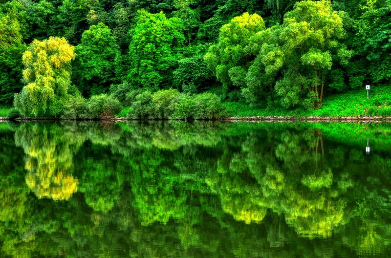 Green Trees Reflected in Lake