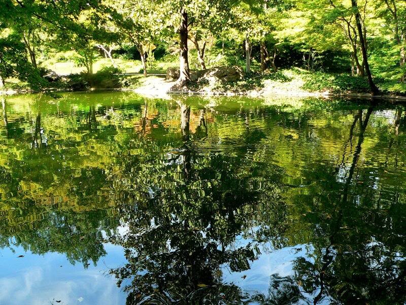Green Trees Reflected in Pond