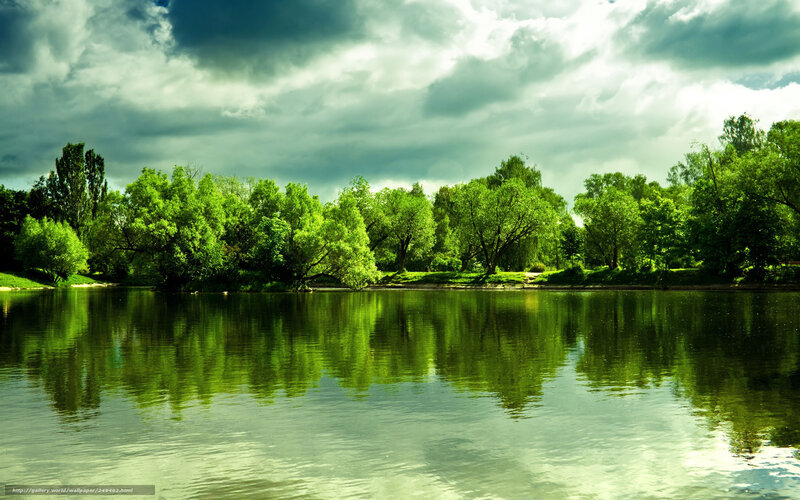 Green Trees Reflecting in a Lake