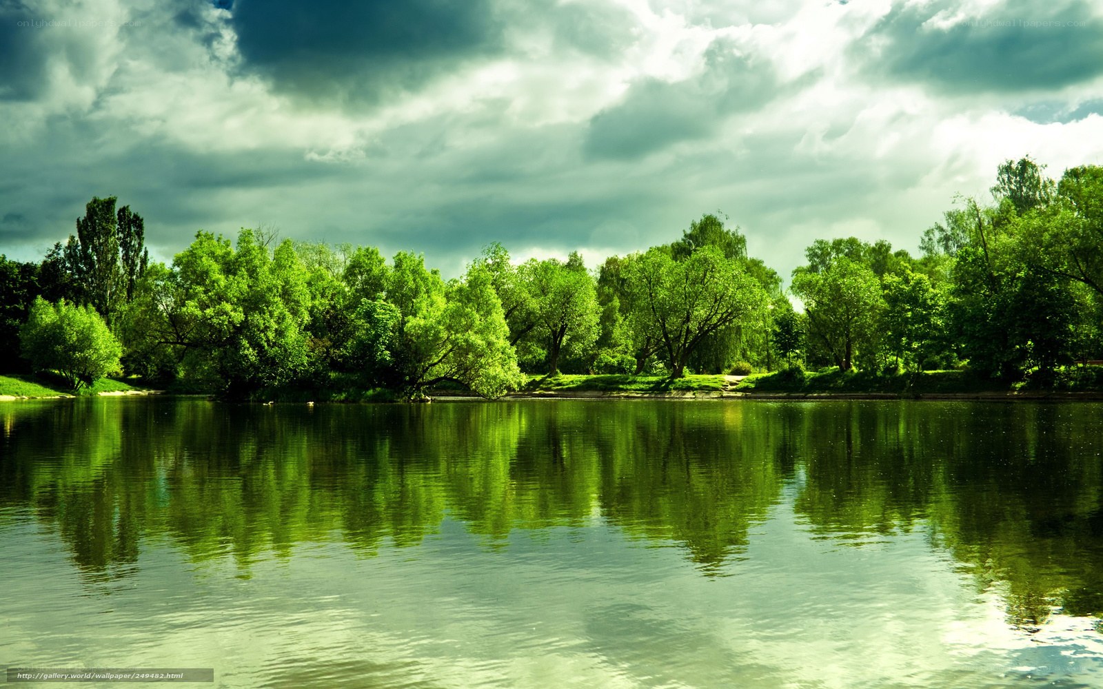 Green Trees Reflecting in a Lake