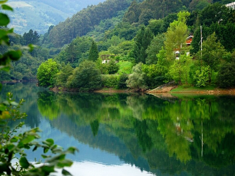Green Trees Reflecting in Lake