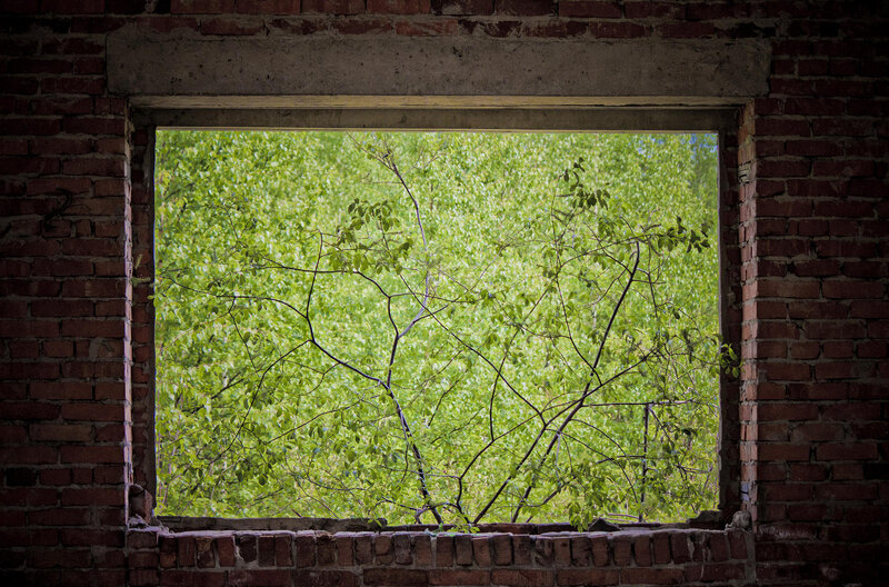 Green Trees Through Window