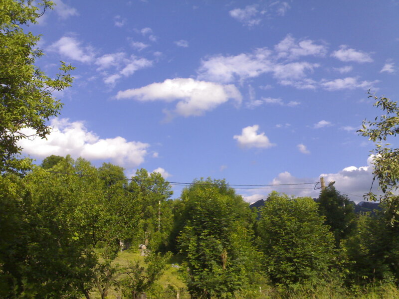 Green trees under blue sky