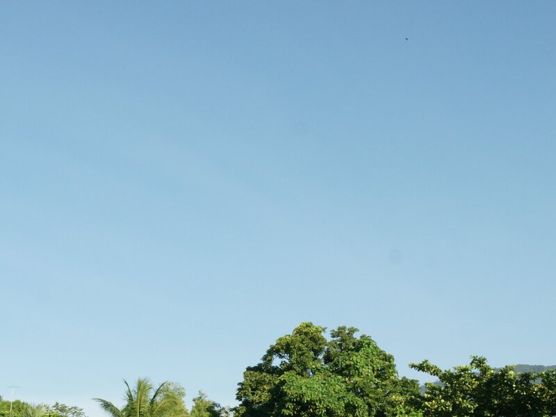 Green Trees under Blue Sky — Serene