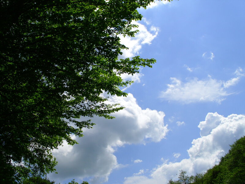green trees under blue sky