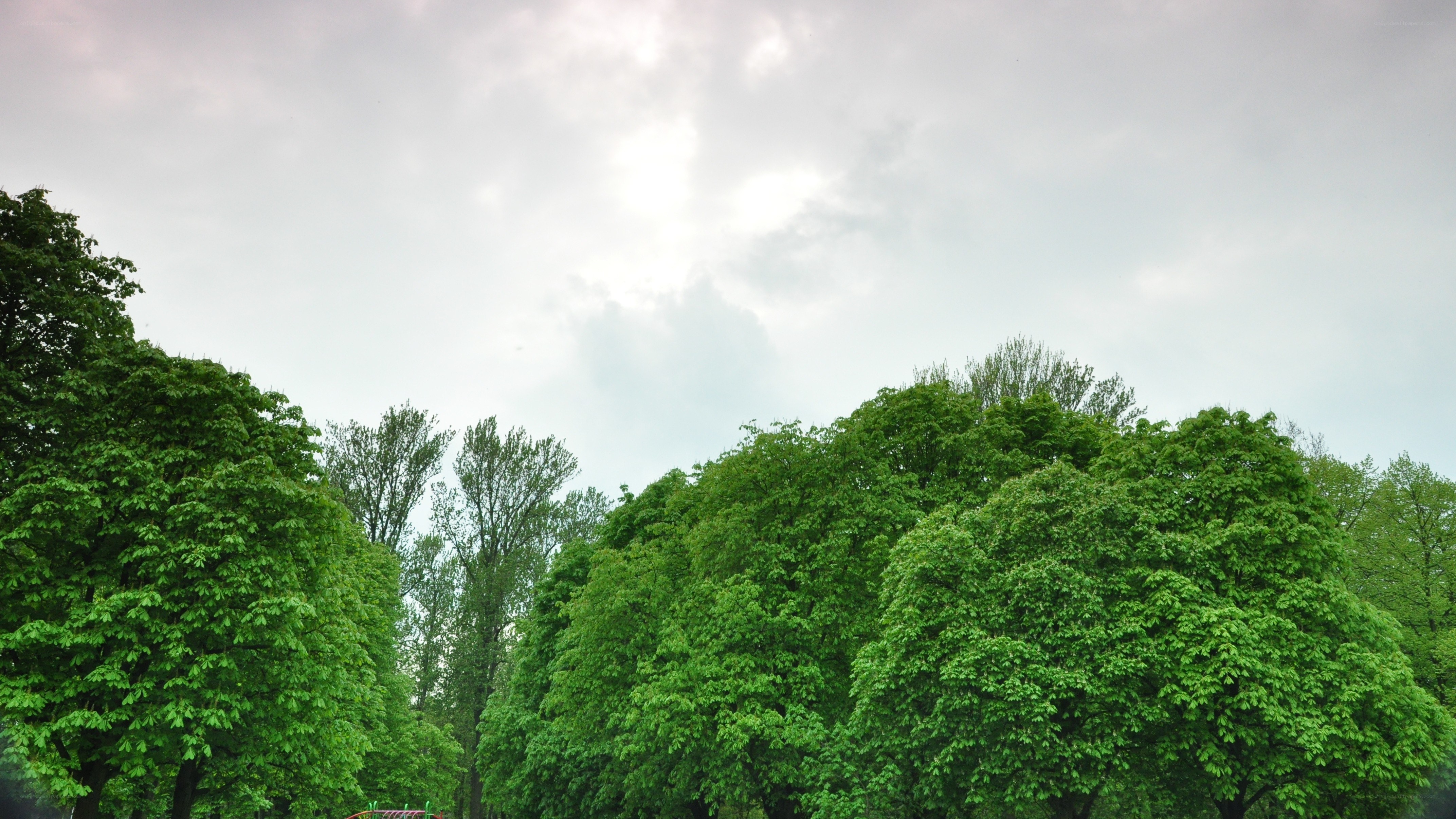 green trees under cloudy sky